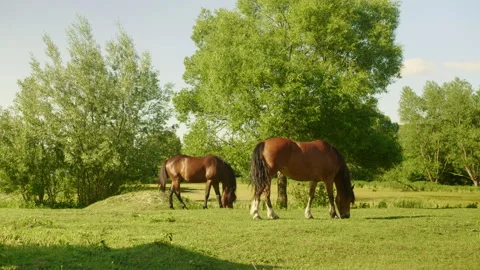 Beautiful horses in the field Stock Footage 201028660