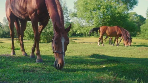 Beautiful horses in the field Stock Footage 201028804