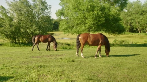 Beautiful horses in the field Stock Footage 201268792