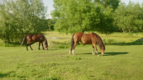 Beautiful horses in the field Stock Footage 201268919
