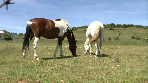 Beautiful horses Stock Footage 153188