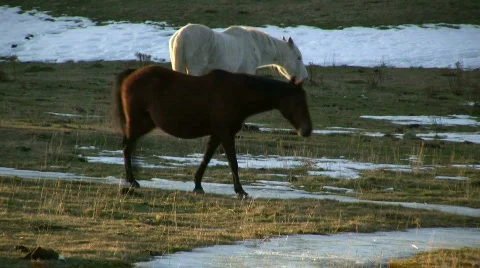 Beautiful horses Stock Footage 303087