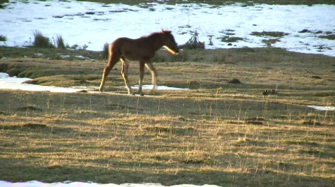 Beautiful horses Stock Footage 303341