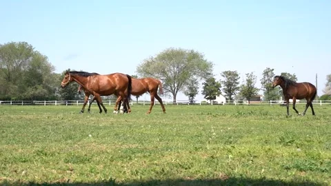 Beautiful horses Stock Footage 301439981