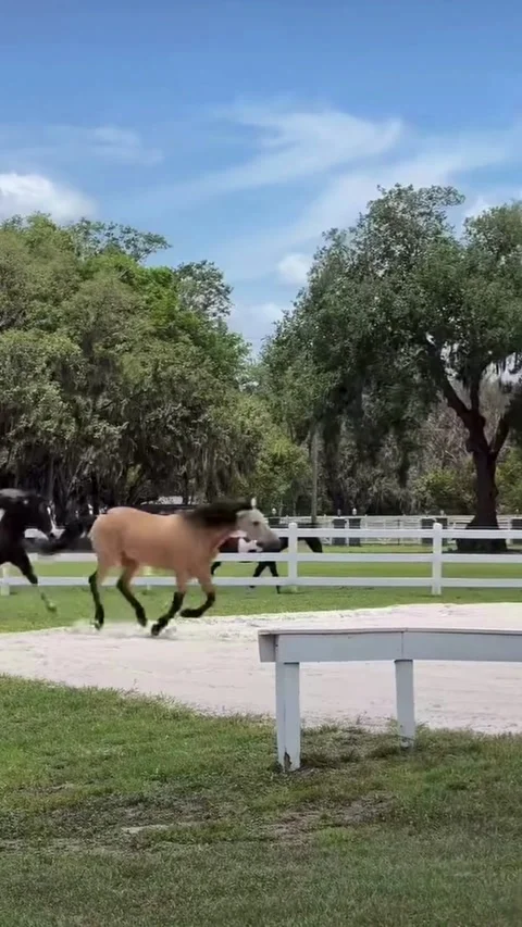 Beautiful Horses Galloping Energetically Through a Sunny Farm Paddock Stock Footage 336924746