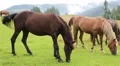 Beautiful horses on the grassland HD Footage