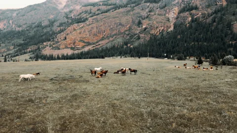 Beautiful horses graze on a field against a background of a mountain in summer Stock Footage 166061853
