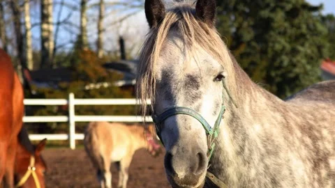 Beautiful horses grazing and walking on a farm Stock Footage 321745053