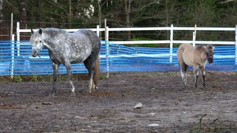 Beautiful horses grazing and walking on a farm Stock Footage 321745528