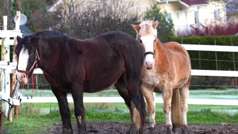 Beautiful horses grazing and walking on a farm Stock Footage 321745569