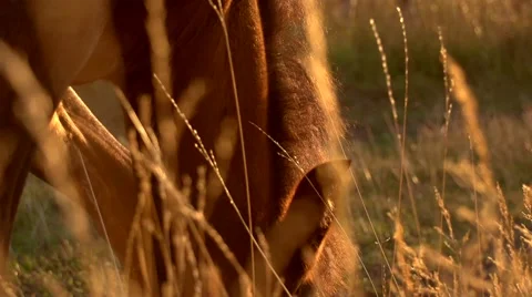 Beautiful Horses grazing. Horse grazing outdoors over sunset. Stock Footage 59084147