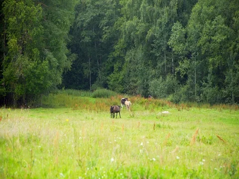 Beautiful horses grazing in the meadow 스톡 동영상 78551900