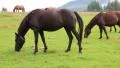 Beautiful horses on green meadow HD Footage