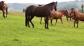 Beautiful horses on green meadow HD Footage