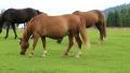 Beautiful horses on green pasture HD Footage