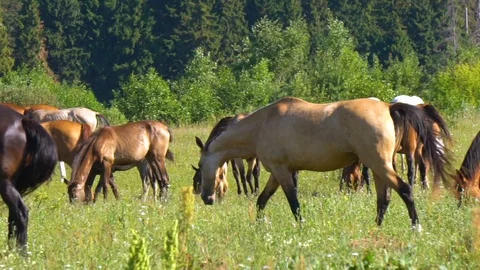Beautiful horses in herd Stock Footage 113268751