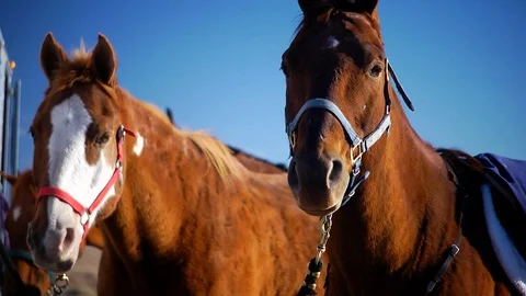 Beautiful horses looking into camera Vídeo Stock 102264921