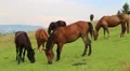 Beautiful horses on the meadow HD Footage