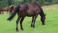 Beautiful horses in the meadow HD Footage