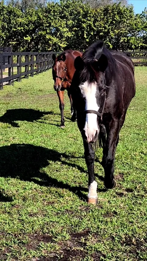 Beautiful horses in the paddock Stock Footage 317326842