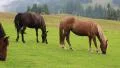 Beautiful horses on the pasture HD Footage