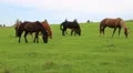 Beautiful horses on the pasture HD Footage