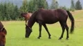 Beautiful horses on the pasture HD Footage