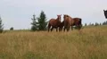 Beautiful horses on pasture HD Footage