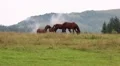 Beautiful horses on pasture HD Footage