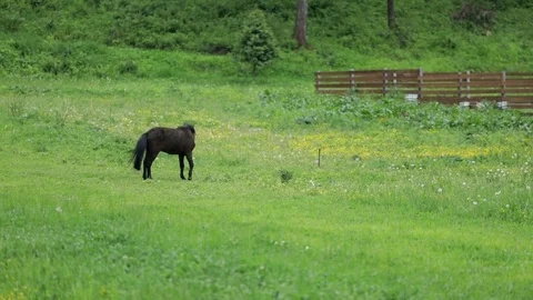 Beautiful horses on pasture. 스톡 동영상 84439356