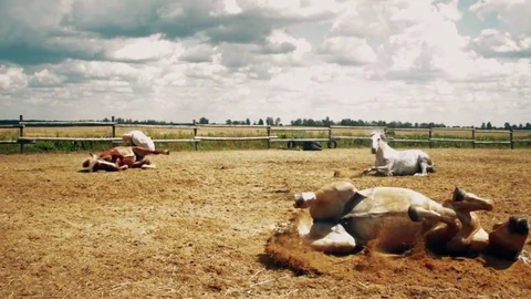 A beautiful horses rolls on the field in pre-storm weather Stock Footage 80834072