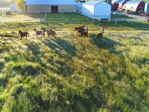 Beautiful horses running, playing and grazing in Spring pasture Stock Footage