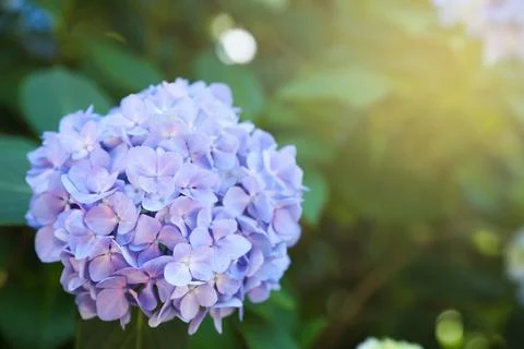 Beautiful hortensia flower growing in park, closeup. Space for text Stock Photos