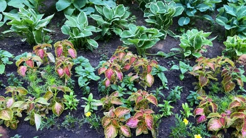 Beautiful Hosta leaves background. Stock-Footage 246330516