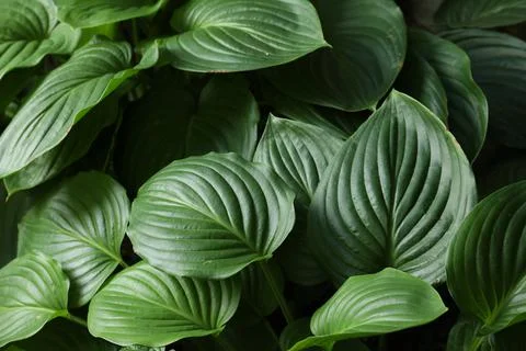 Beautiful hosta plantaginea with green leaves in garden Stock Photos