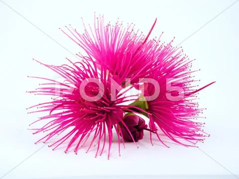 Beautiful Hot Pink Exotic Flower