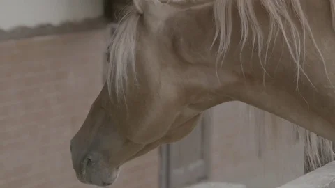 A beautiful hourse Video stock 85334688