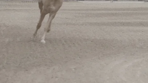 A beautiful hourse runs Video stock 85314752