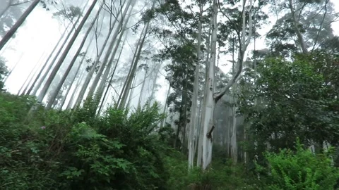 Beautiful huge tall eucalyptus trees in mist/fog in a mountain in the morning Stock Footage 244544623