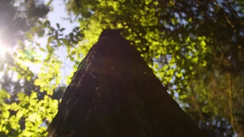 A beautiful huge tree in Austria Stock Footage 157850762