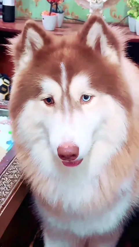 Beautiful Husky Dog with Different Colored Eyes Looking at Camera Vídeos de archivo 331513262
