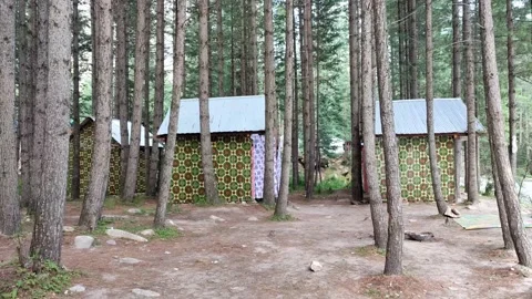 Beautiful huts among trees in a forest Stock Footage 205046874