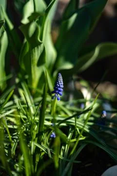 Beautiful Hyacinth in the garden. Stock Photos