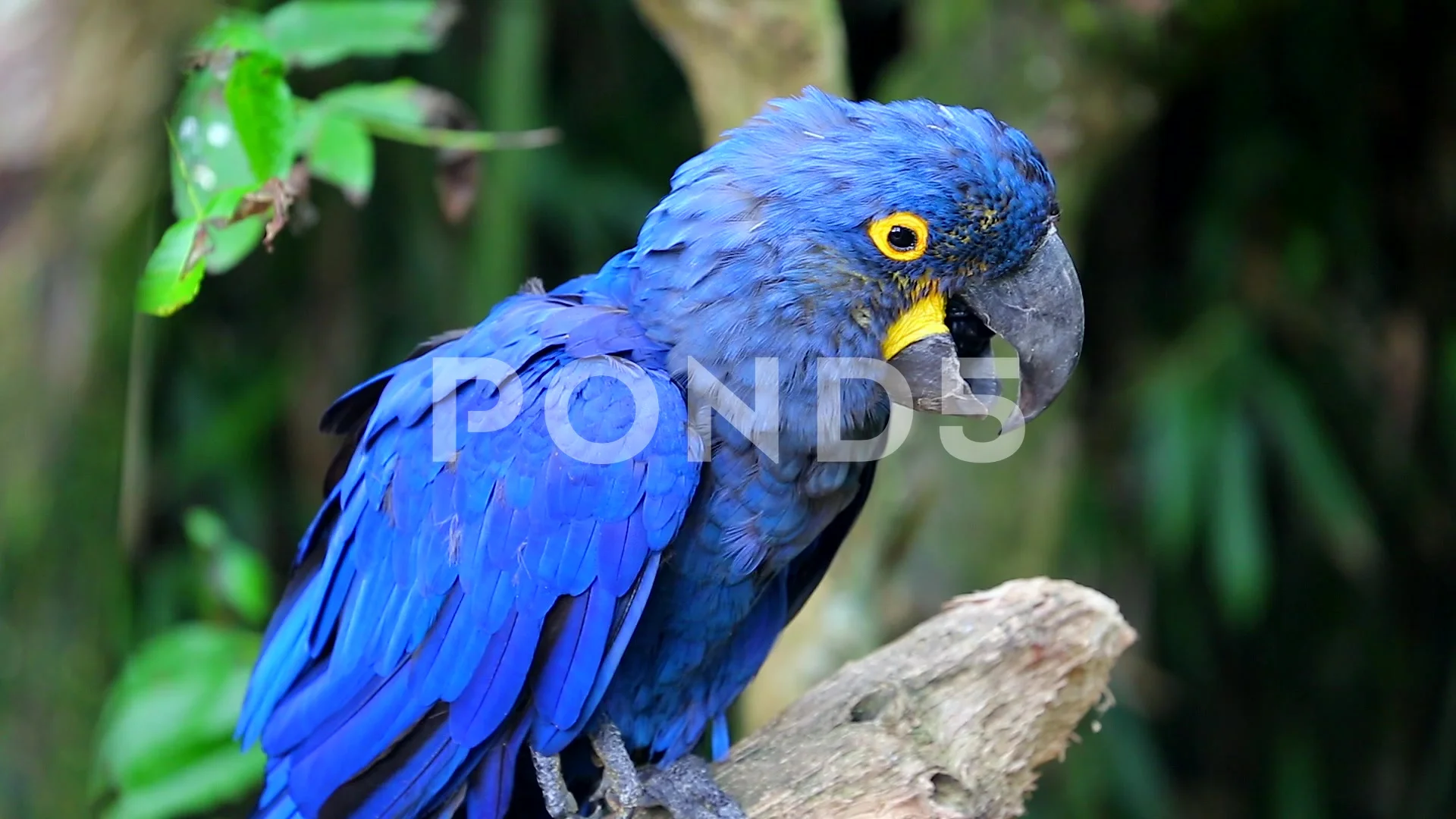Beautiful Hyacinth Macaw Perched On Tree... | Stock Video | Pond5