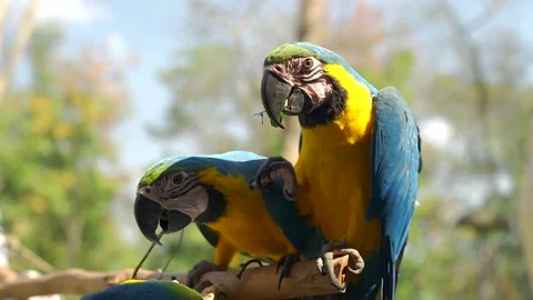 Beautiful Hybrid Macaws standing on tree branch outdoor. Stockbeeldmateriaal 170432613