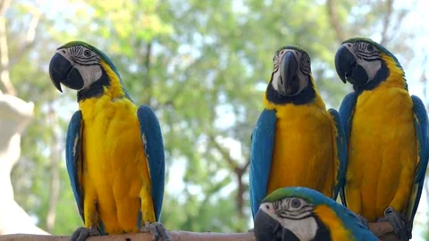 Beautiful hybrid macaws standing on tree branch outdoor. Stockbeeldmateriaal 170432661