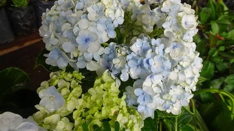 Beautiful Hydrangea Blooms. Stock Photos