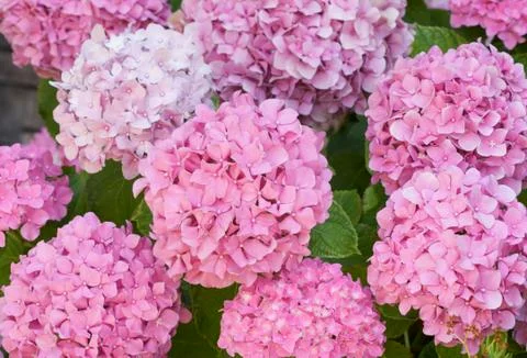 Beautiful Hydrangea Blossoms Foto stock