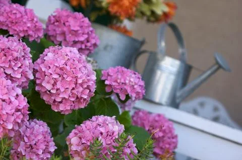 Beautiful Hydrangea Blossoms Stock Photos