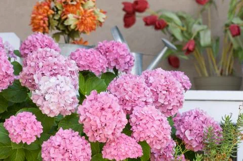 Beautiful Hydrangea Blossoms Foto stock